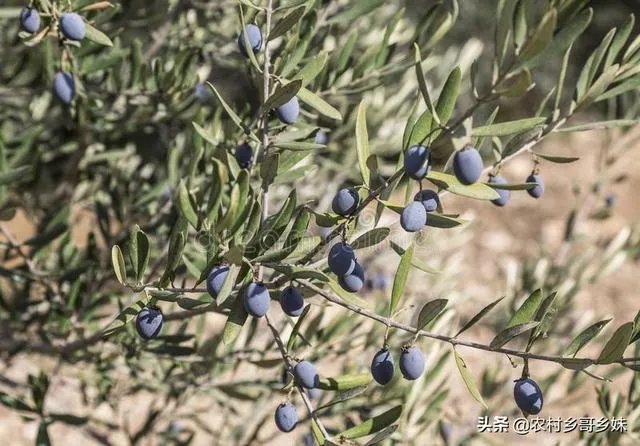 橄榄树掉果了怎么办？