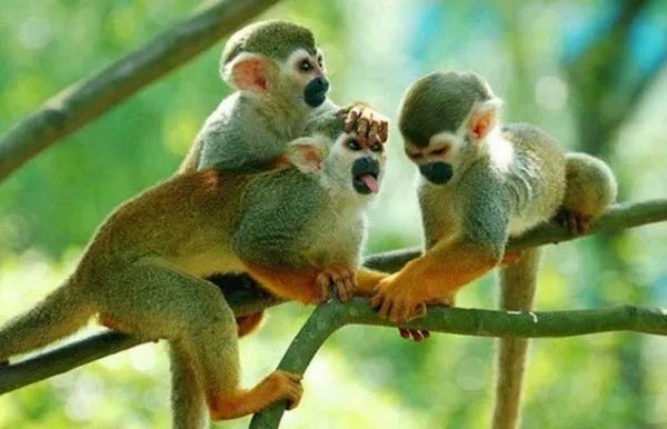 给猴子做完换头手术成功后，那只猴子现在还活着呢吗？