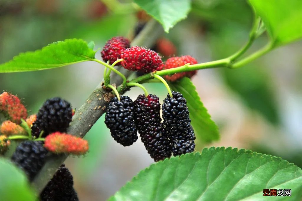 桑葚和马桑的区别