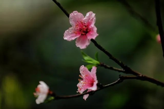 摄影是艺术吗？