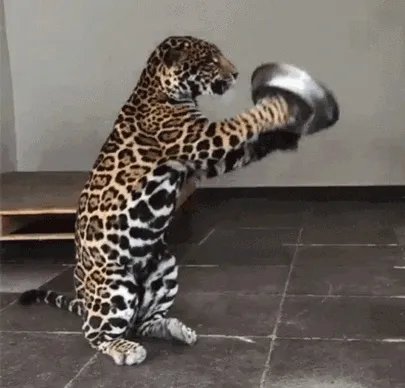 美洲豹能下水捕杀鳄鱼吗？