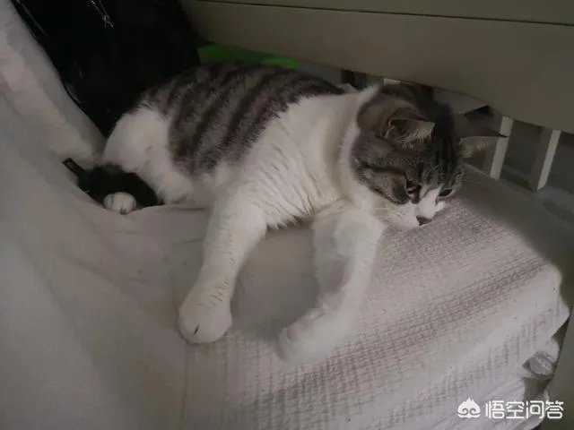 请问上海哪里有正规学习宠物美容学校,并且可以考证的?