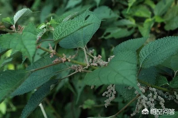 现在种植什么药材能够赚钱？