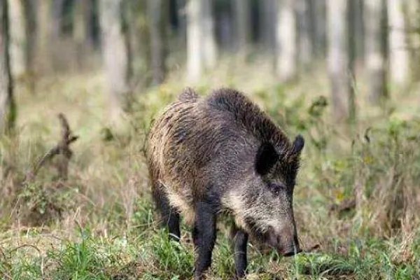 特种养殖有哪些品种