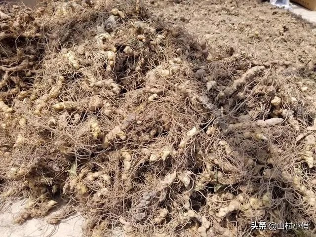 现在种植什么药材能够赚钱？