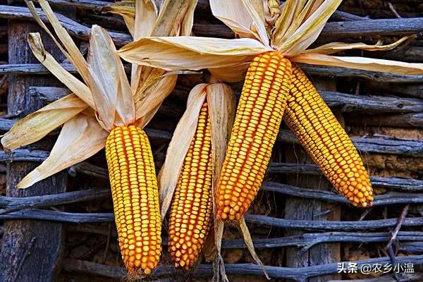 玉米收割机扒皮不净怎么办?