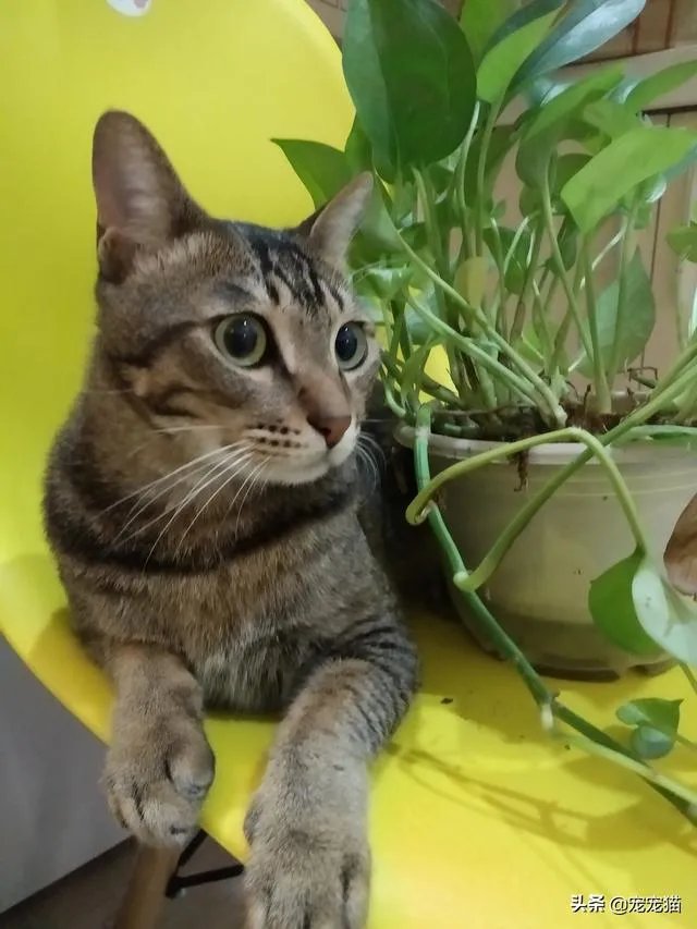 新冠肺炎这么严重,为什么宠物猫,宠物狗不感染呢?