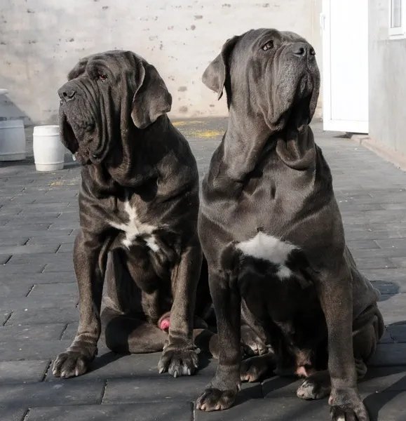 世界犬业联盟的联盟作用