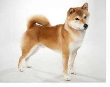 宠物狗的各种种类介绍+图片