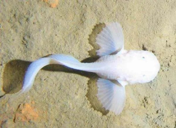 马里亚纳海沟底部是不是也有鱼类在生存？