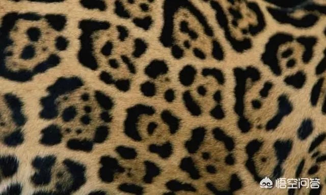 美洲豹能下水捕杀鳄鱼吗？