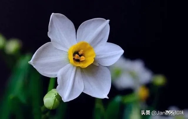 白花黄蕊是兰花什么品种？
