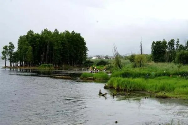 福寿螺竟疯狂入侵洱海，它对环境会造成什么影响？