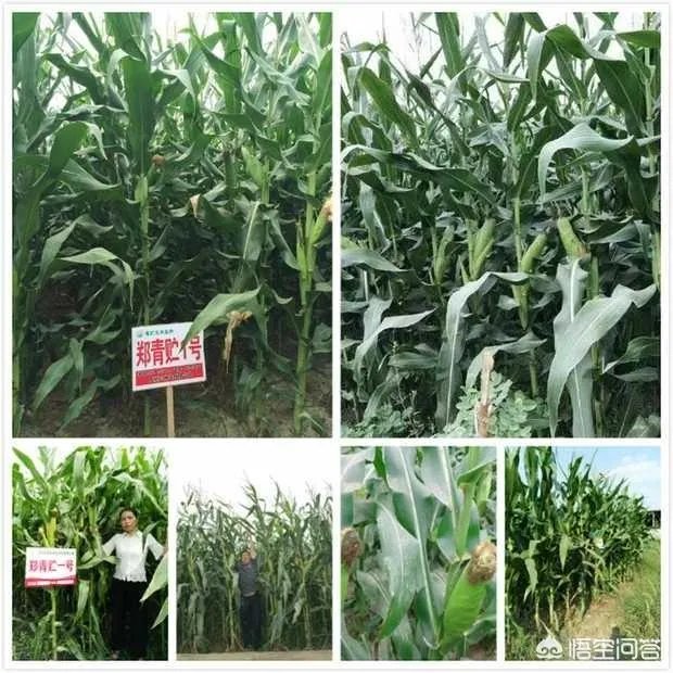 在忻州种什么品种的玉米比较好？