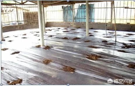 散养鸡舍怎样设计可以提高生产效率？