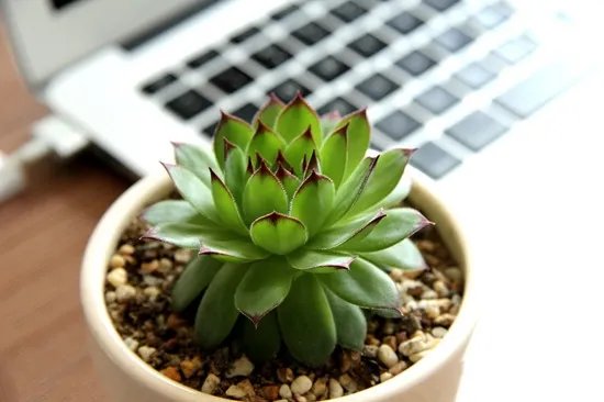 办公室养花风水 办公室花卉摆放讲究