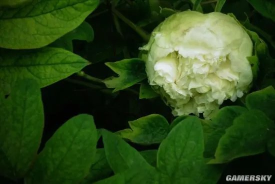 洛阳稀有绿牡丹被游客偷摘 网传价值10万一年就开一两朵