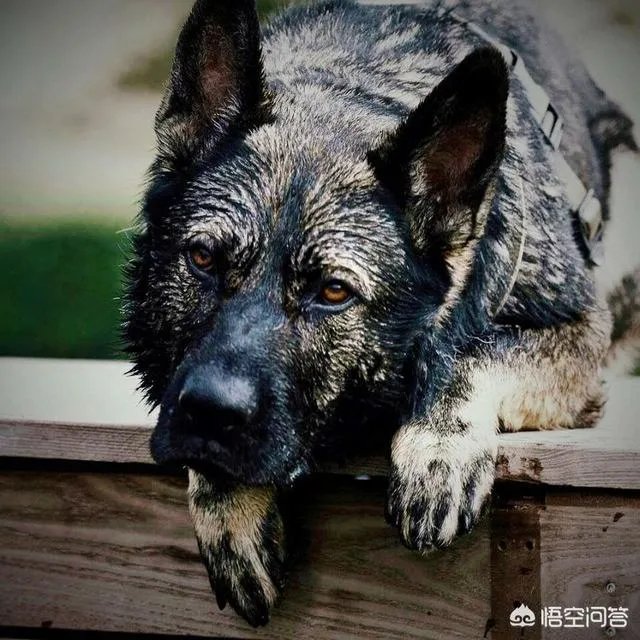 对于“锤系德牧”你怎么看？