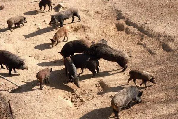 英媒:西班牙城市野猪成灾,伤人事件频发!野猪为何会出现在城区?