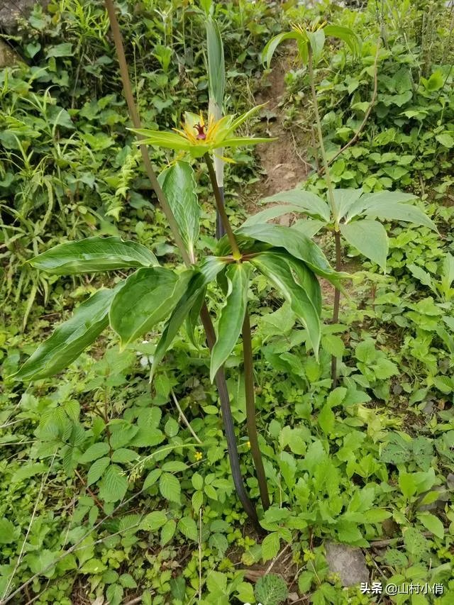 现在种植什么药材能够赚钱？