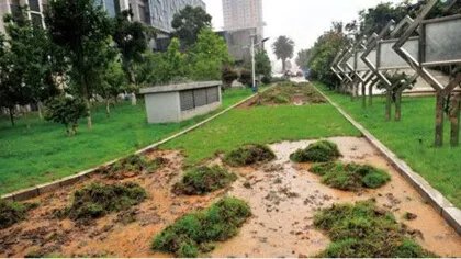 铺草皮为什么要留缝隙