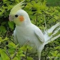 在500元以内养什么动物赚钱？