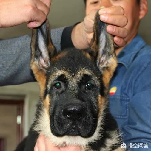 对于“锤系德牧”你怎么看？