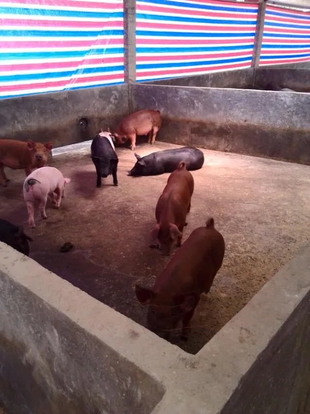 养猪场投资成本