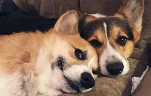 夫妻疑因吵架把狗从4楼推下，如何评价他们这一行为？