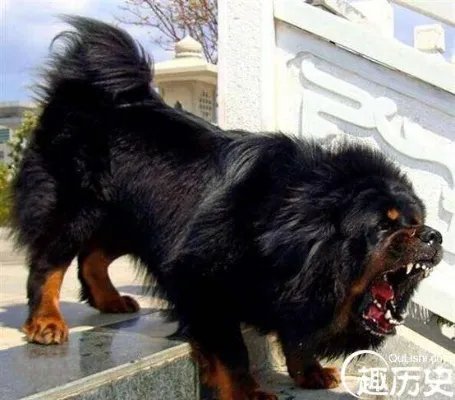 世界上最贵的藏獒就是马俊仁所养的「小王子」，身价高达4000万元