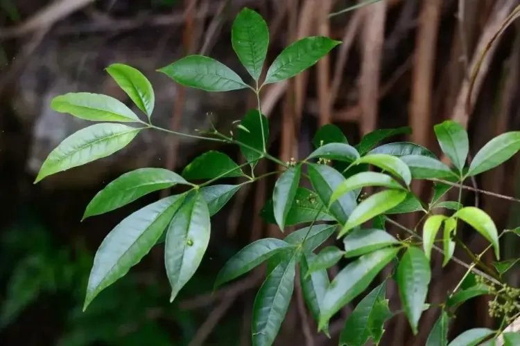 三股叉药草图片