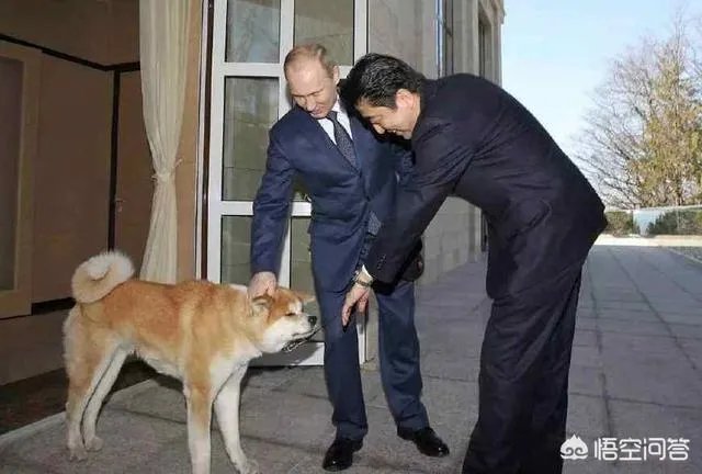 1月20日，安倍前往莫斯科，继续向普京要岛，是不是又是自寻烦恼之旅？