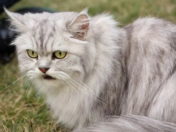 宠物猫的品种有哪些？各附带一张图片吧。 亲们辛苦了，先谢啦！