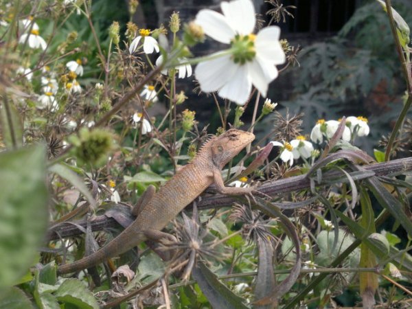 苹果手机拍照和诺基亚N8哪个好？哪个拍照清楚？软件怎么样？
