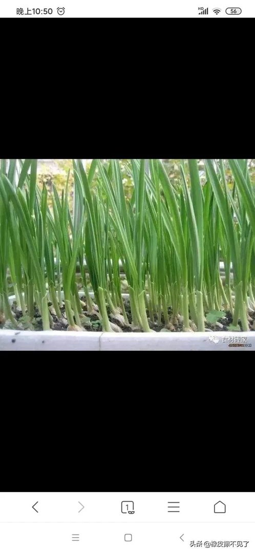 青蒜种植需要注意哪些事项？