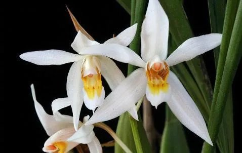 白花黄蕊是兰花什么品种？