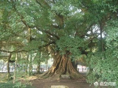 漳州市漳浦县沙西镇为什么被称为中国榕树盆景之乡？