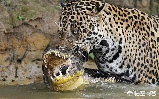 美洲豹能下水捕杀鳄鱼吗？