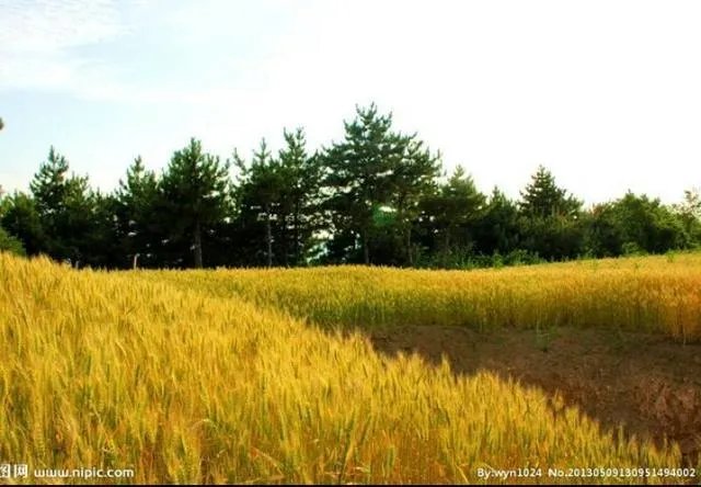 各地出现囤粮潮，粮荒是不是真的来了，大家怎么看？