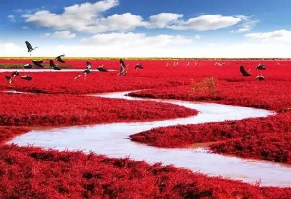 求盘锦旅游景点大全排名，哪些比较推荐？