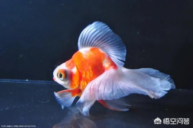 宠物鱼是不是很难养活，我想养一些宠物鱼卖？