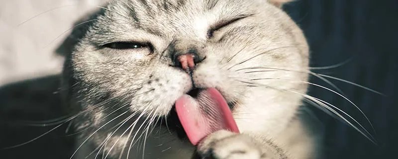 猫闻到臭脚后为什么会张开嘴 猫闻到臭脚后会张开嘴是为什么