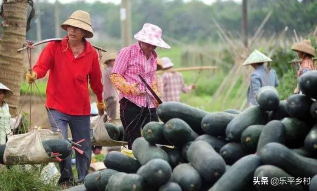 冬瓜采收回来后，有哪些贮藏方法可以让冬瓜贮藏的时间更长？