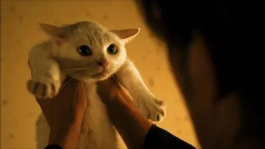 继承了“老佛爷”遗产的那只猫，如今生活的怎么样了？