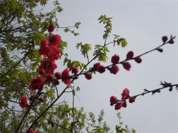 “南燕双归万户春”的上一句是什么？