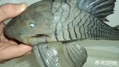 蓝眼皇冠豹好看吗？有哪些特征？