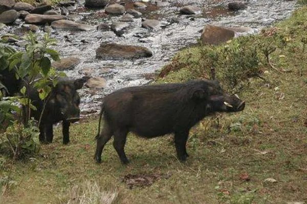 特种养殖有哪些品种