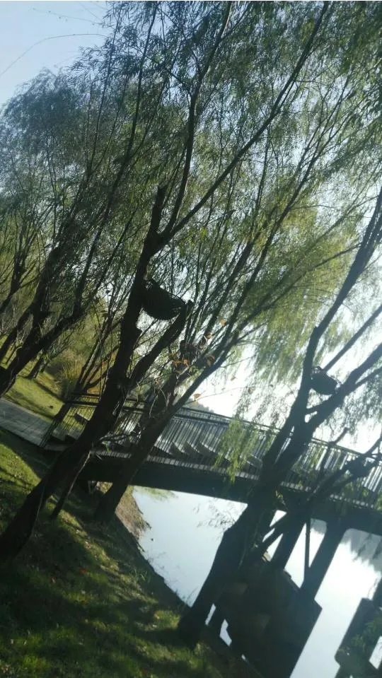 辛晓琪《俩俩相忘》歌词中“眉间放一字宽”是什么意思？