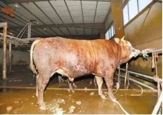 一头牛注水60斤是真的吗？