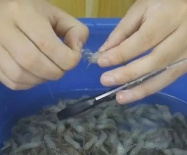 河虾怎么清洗才干净 河虾的清洗和处理方法